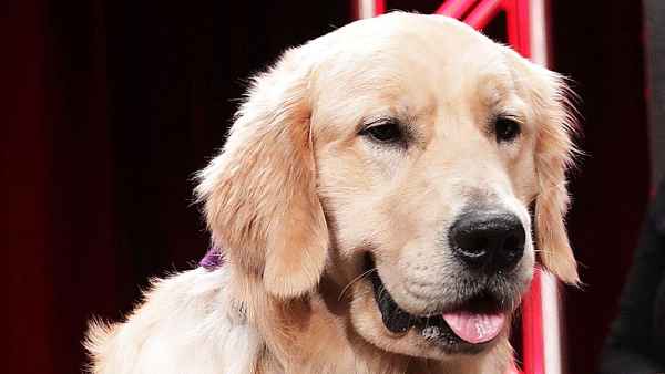 Fuller House Dog Cosmo Dies After Complications From Surgery