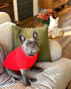 Reese Witherspoon Pup Pepper Share Bulldog-Themed Gifts They Love
