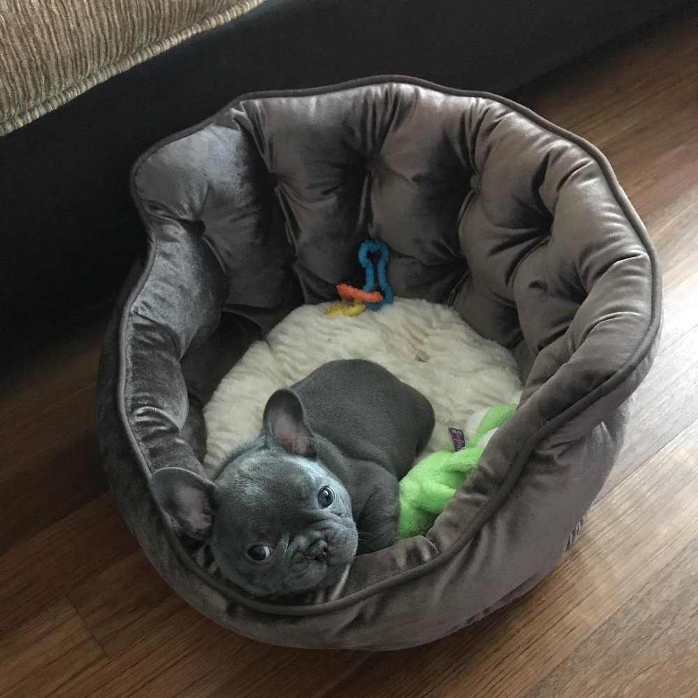 See Which Celebs Have Gifted Adorable Pups for Christmas