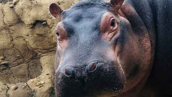 Fiona the Hippo Celebrates Her 3rd Birthday With a Special Cake