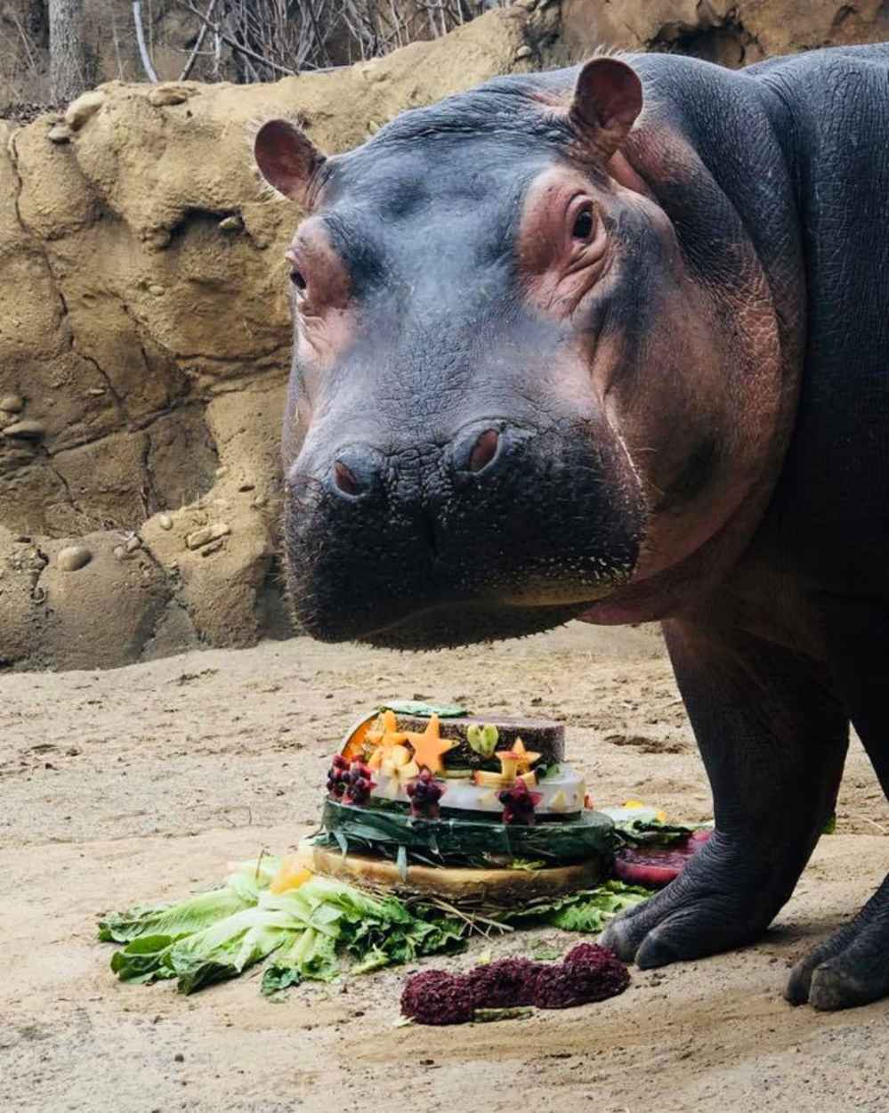 Fiona the Hippo Celebrates Her 3rd Birthday With a Special Cake