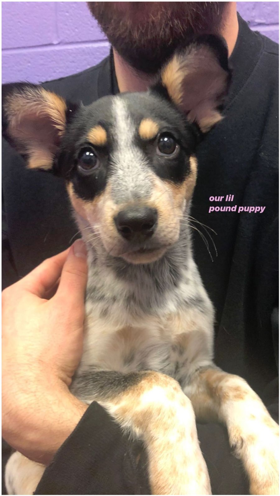 Kacey Musgraves Rescue Puppy