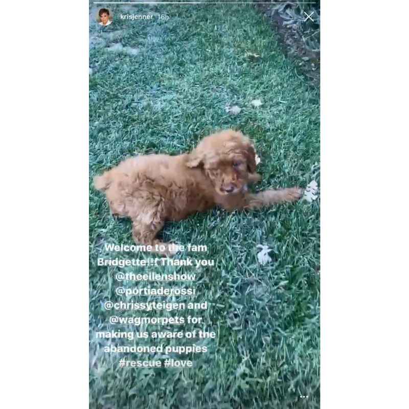 Kris Jenner’s New Dog Came From Same Litter as Chrissy Teigen’s New Pup