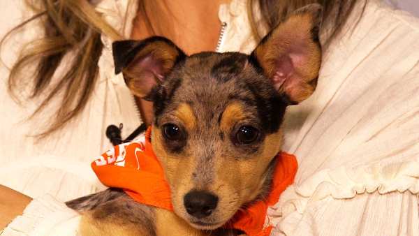 Puppy Bowl 2020 Meet the Paw-dorable Starting Lineup
