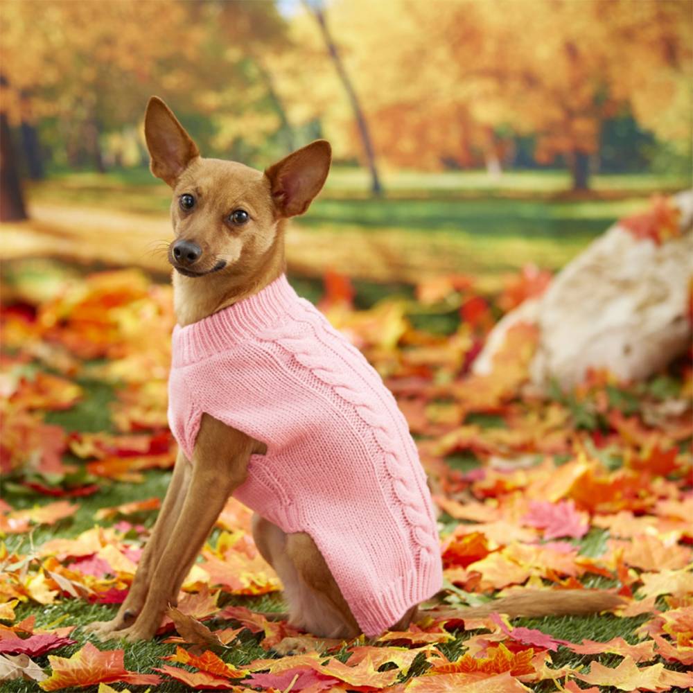 dog-cat-sweater