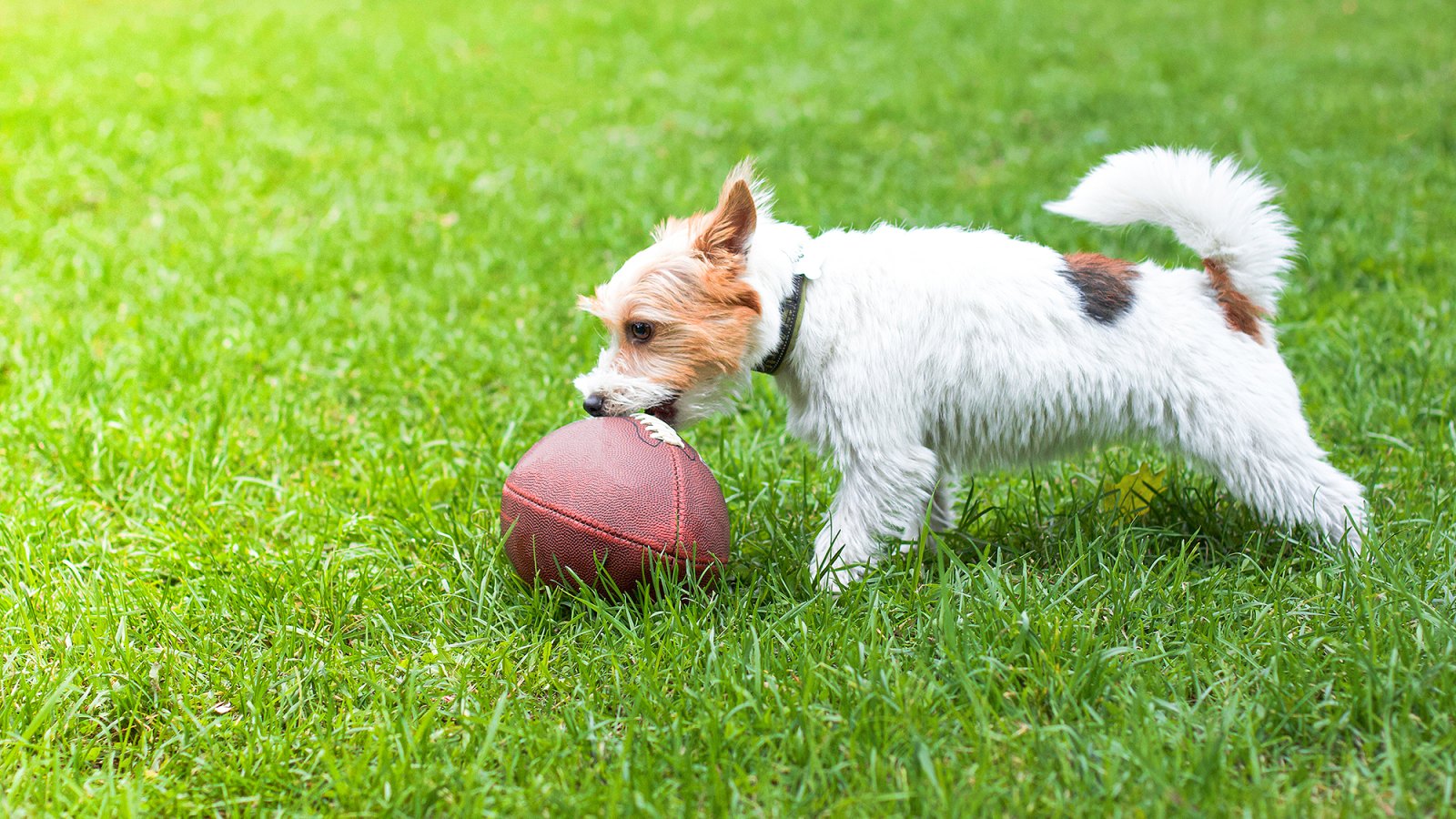 dog-playing-football