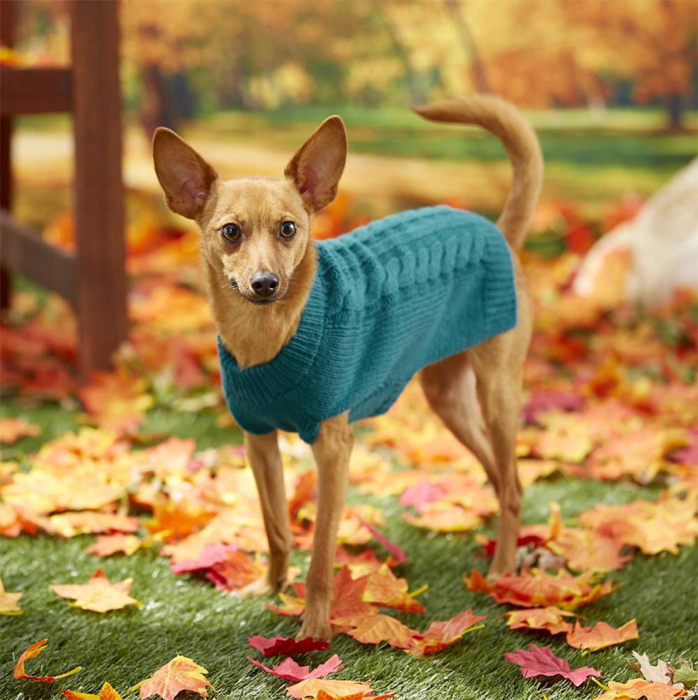 dog-sweater