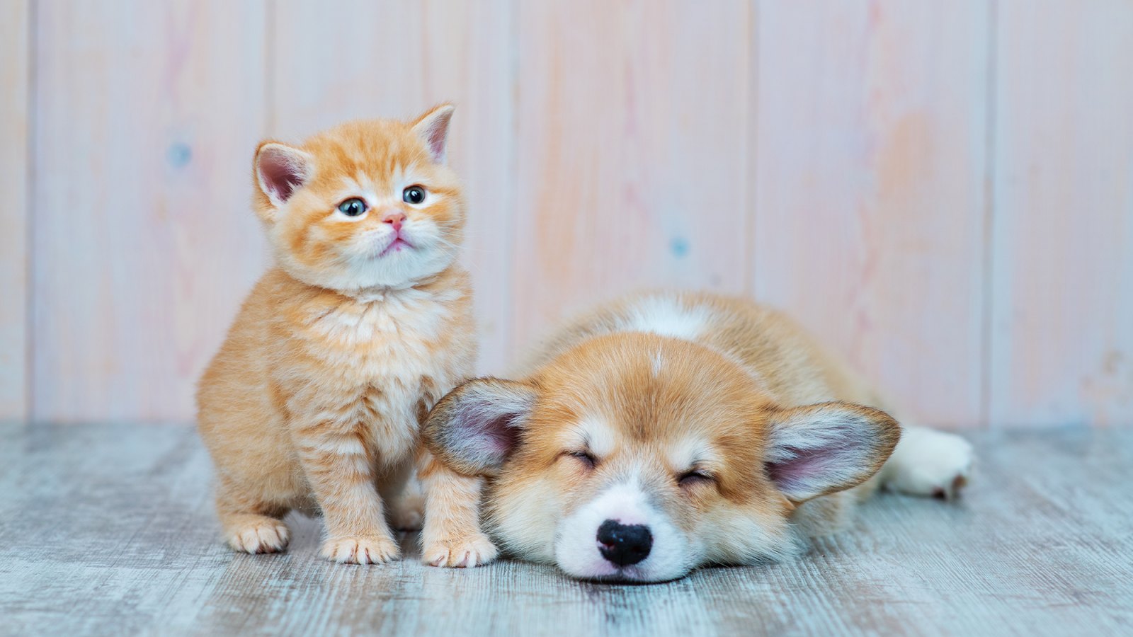 kitten-puppy
