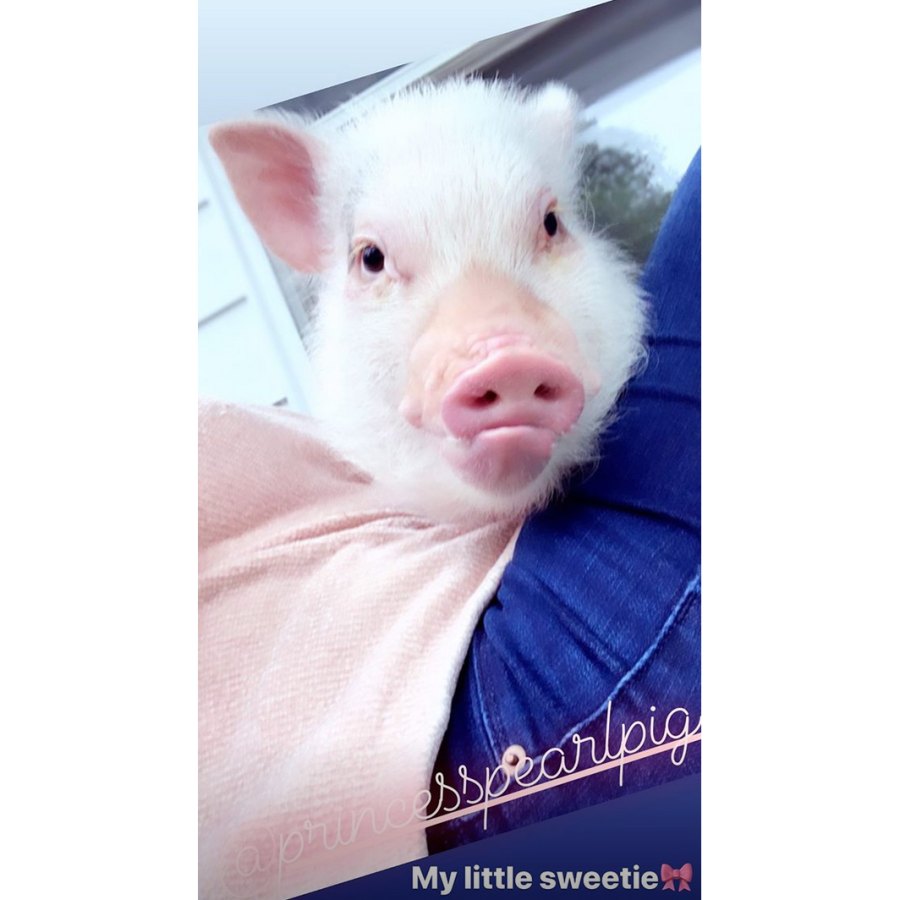 Jenna-Cooper-pig
