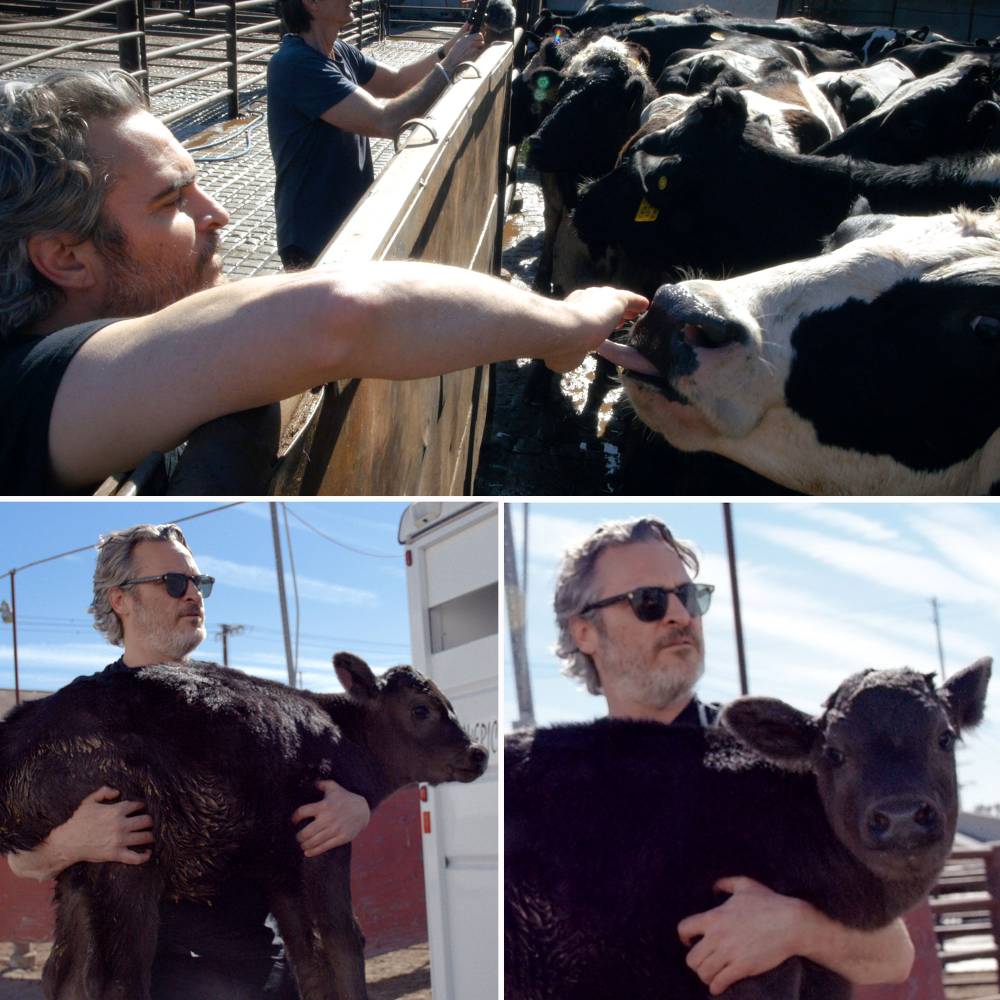 Joaquin Phoenix Rescues Cow Her Newborn Calf After Moving Oscars Speech