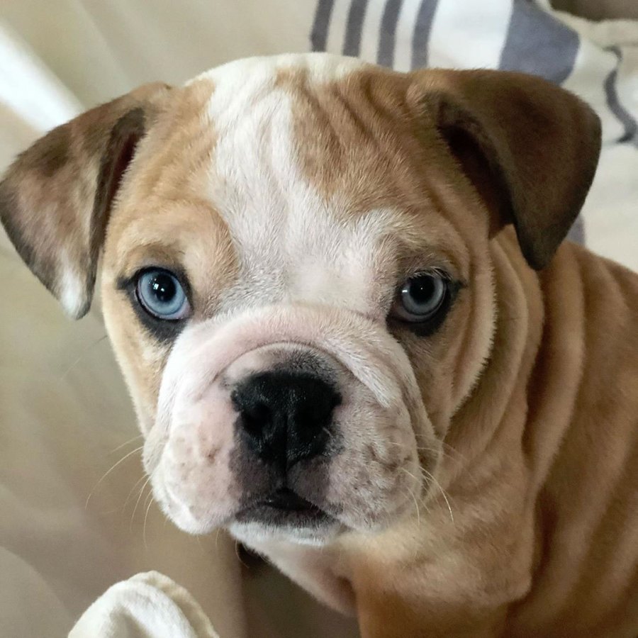 Reese Witherspoon’s Pupdates Are What Every Dog Lover Needs to See