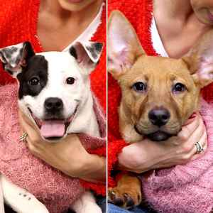 These Adoptable Pups Are Looking for a Valentine
