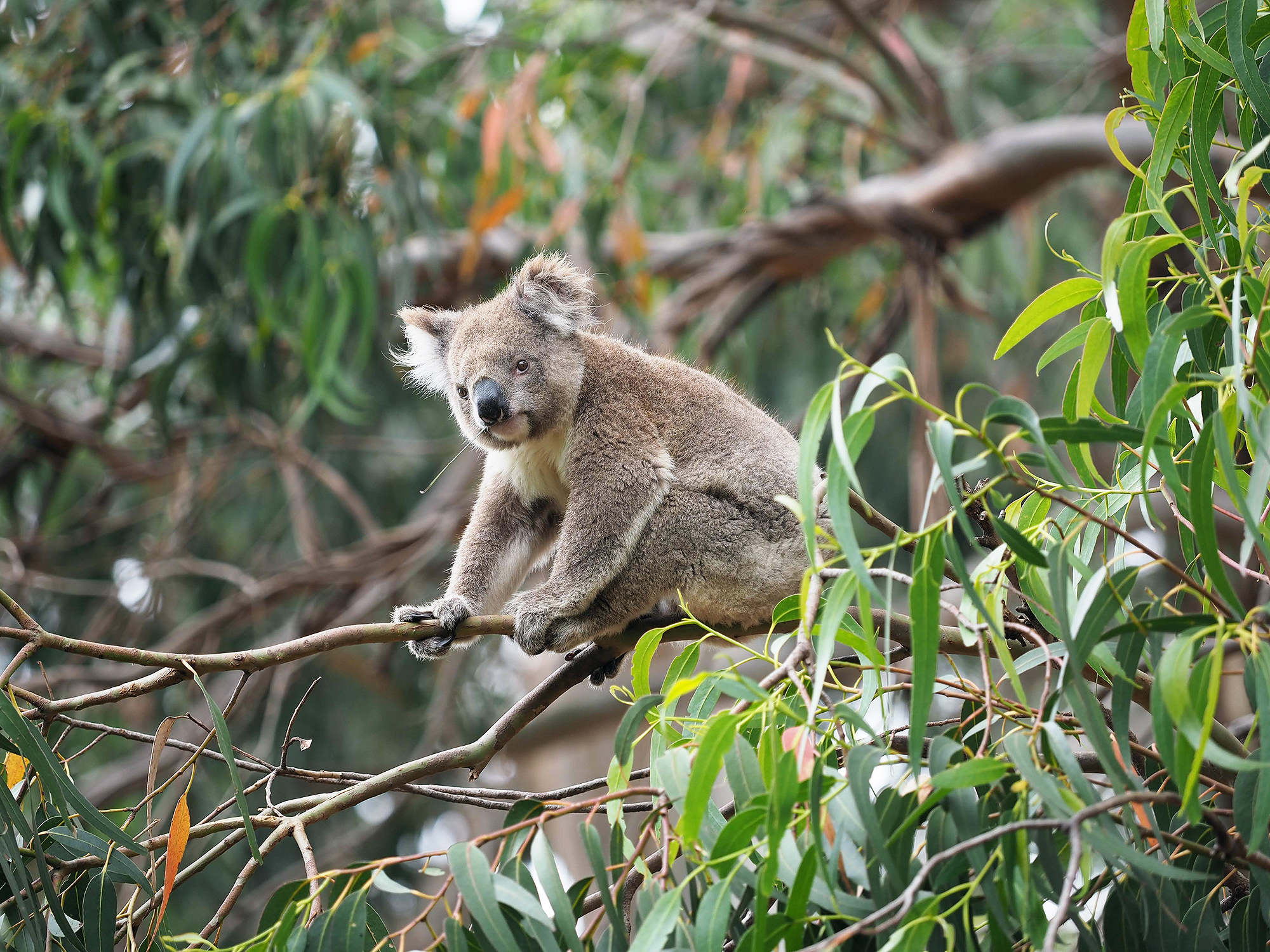 koala australia fires