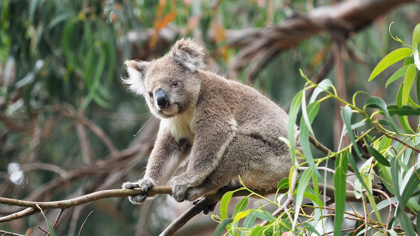 koala australia fires