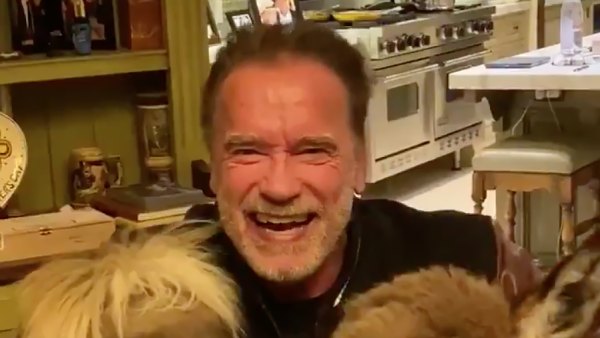 Arnold Schwarzenegger donkey pony