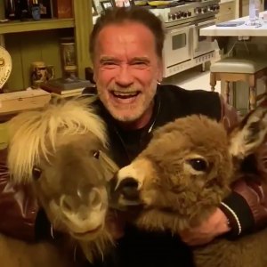 Arnold Schwarzenegger donkey pony