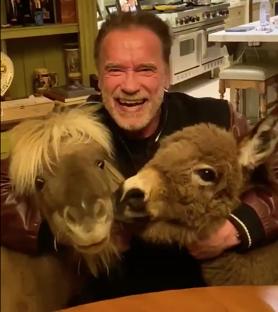 Arnold Schwarzenegger donkey pony