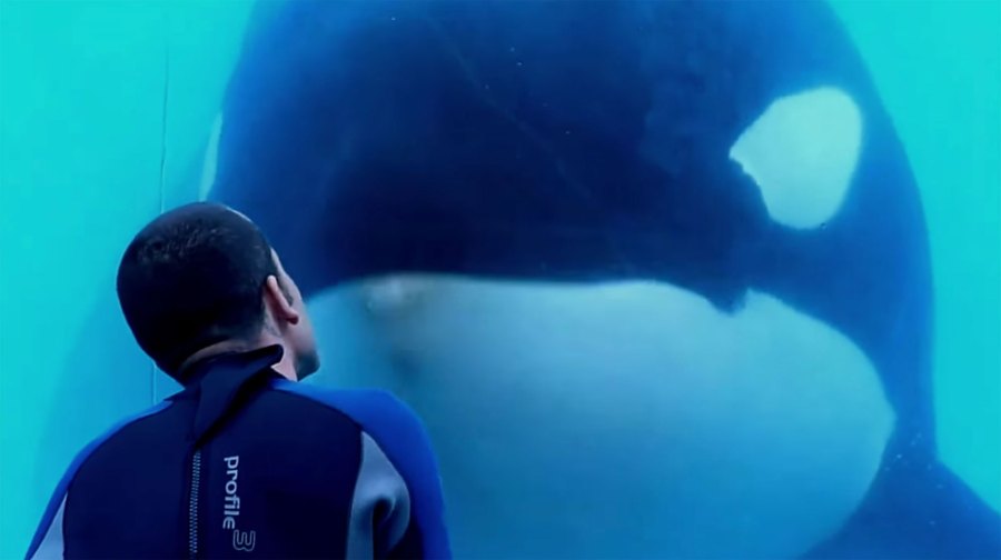 Blackfish Documentaries to Stream Just as Good as Tiger King