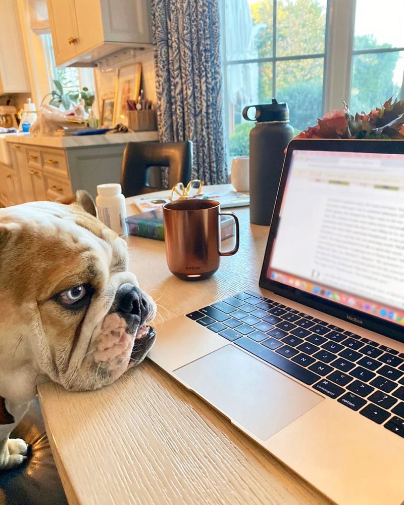 Dog Looking at Laptop Reese Witherspoons Pupdates
