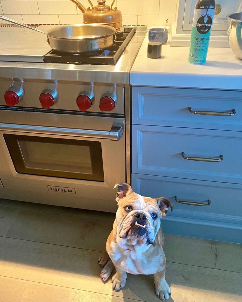 Dog in the Kitchen Reese Witherspoons Pupdates