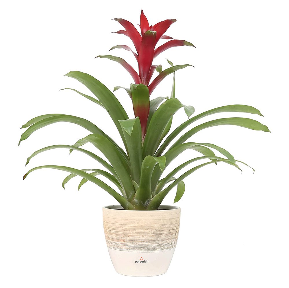 Guzmania