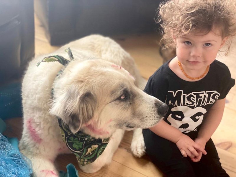 Jeffrey Dean Morgan and Hilarie Burton Daughter Dog make Over Instagram