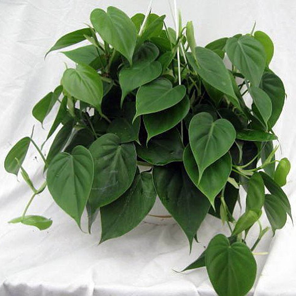 Philodendron