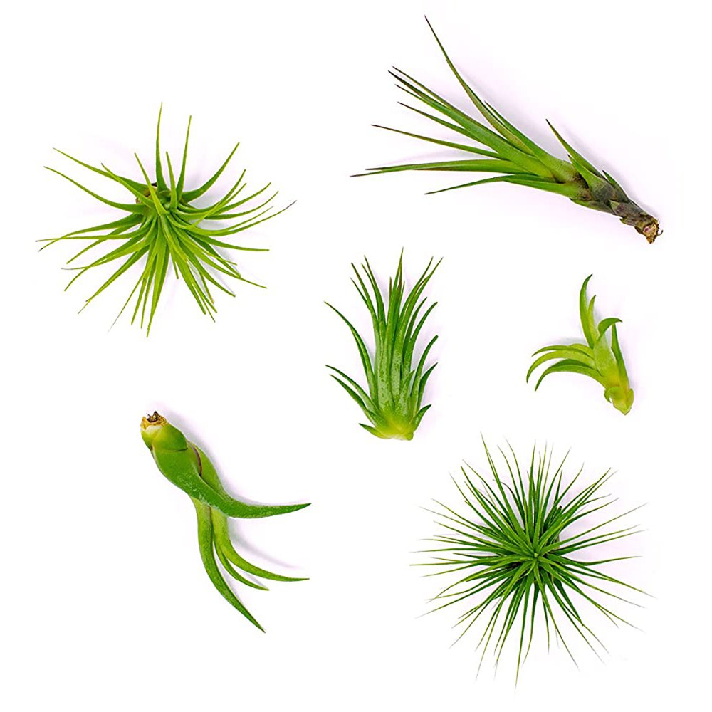 air-plants