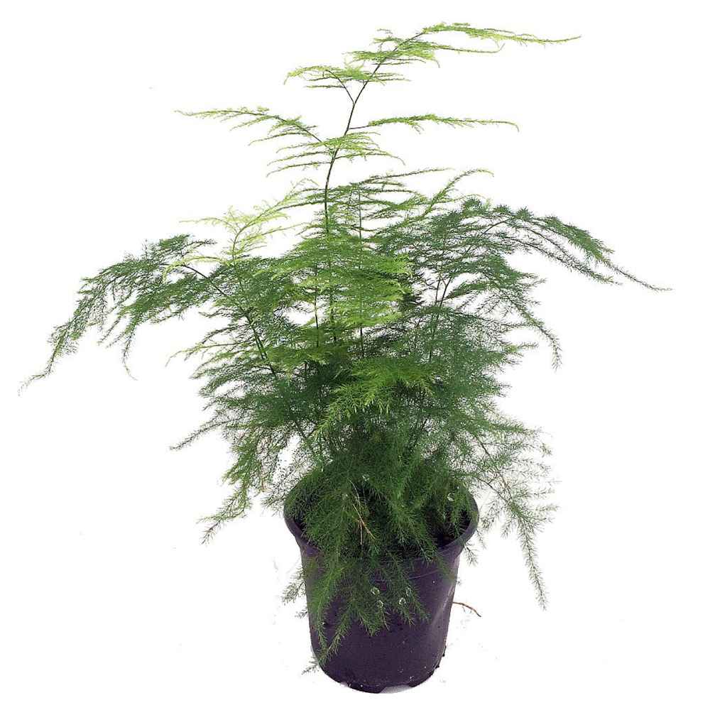 asparagus-fern