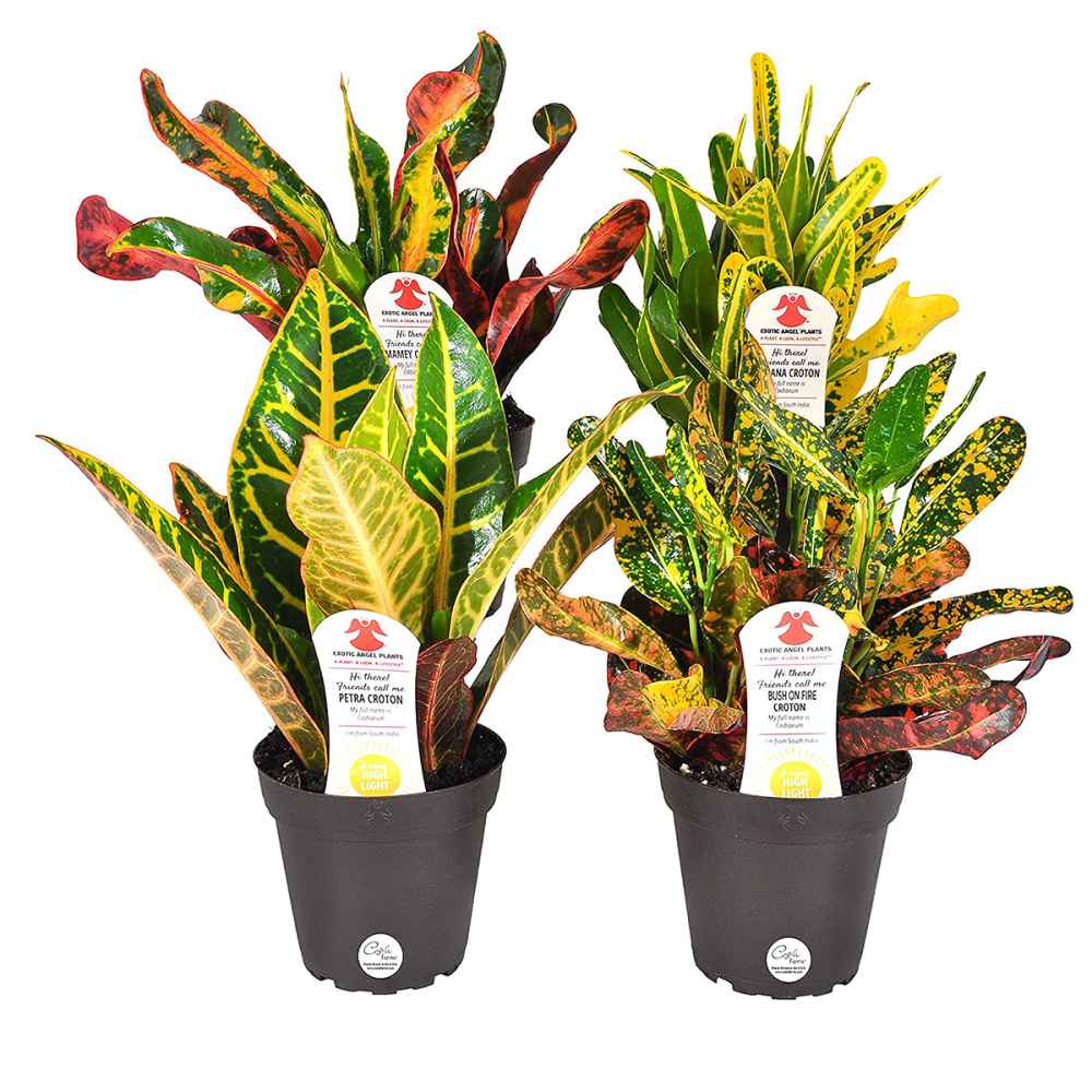 croton