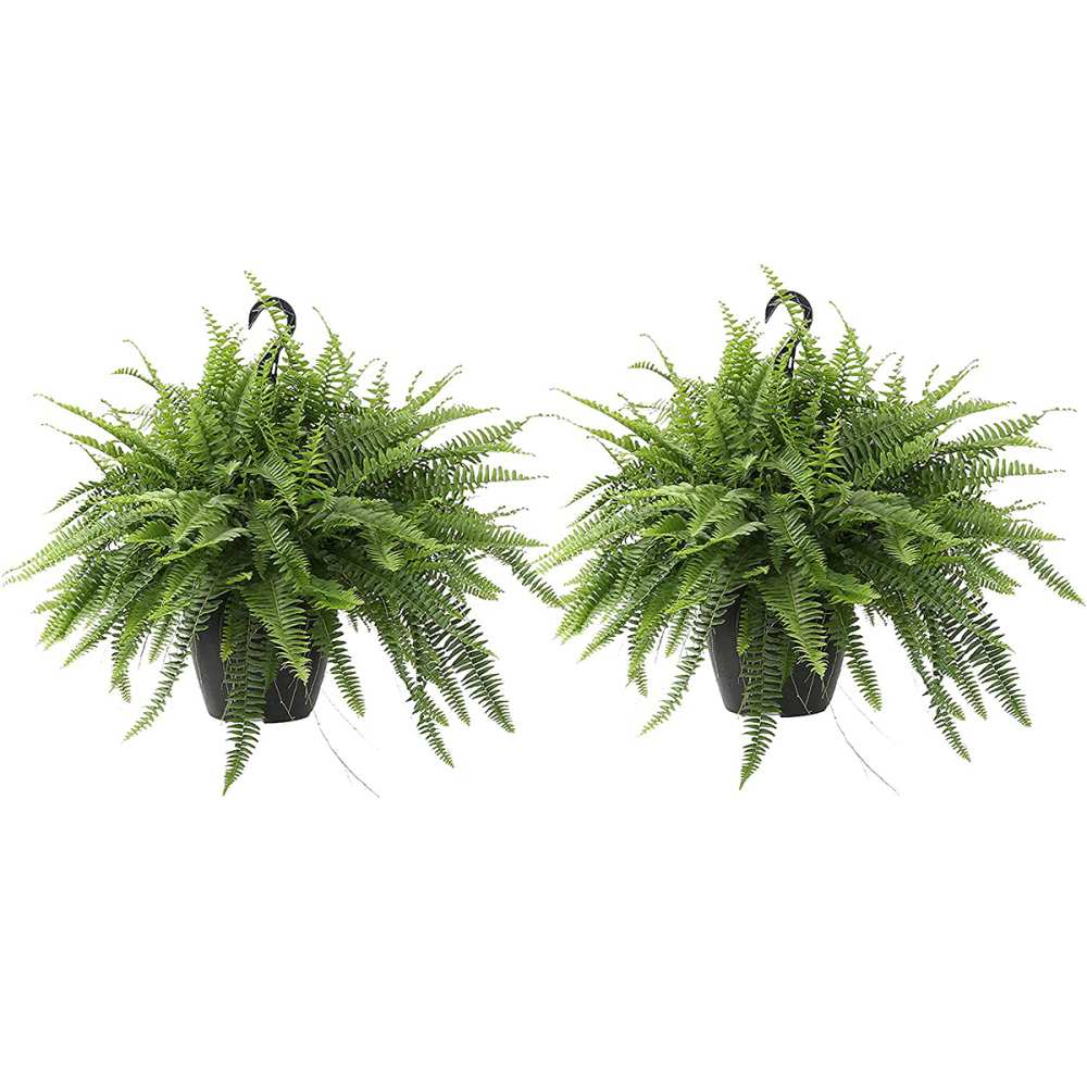 ferns