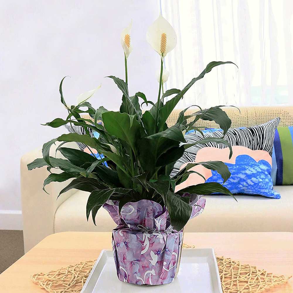 peace-lily