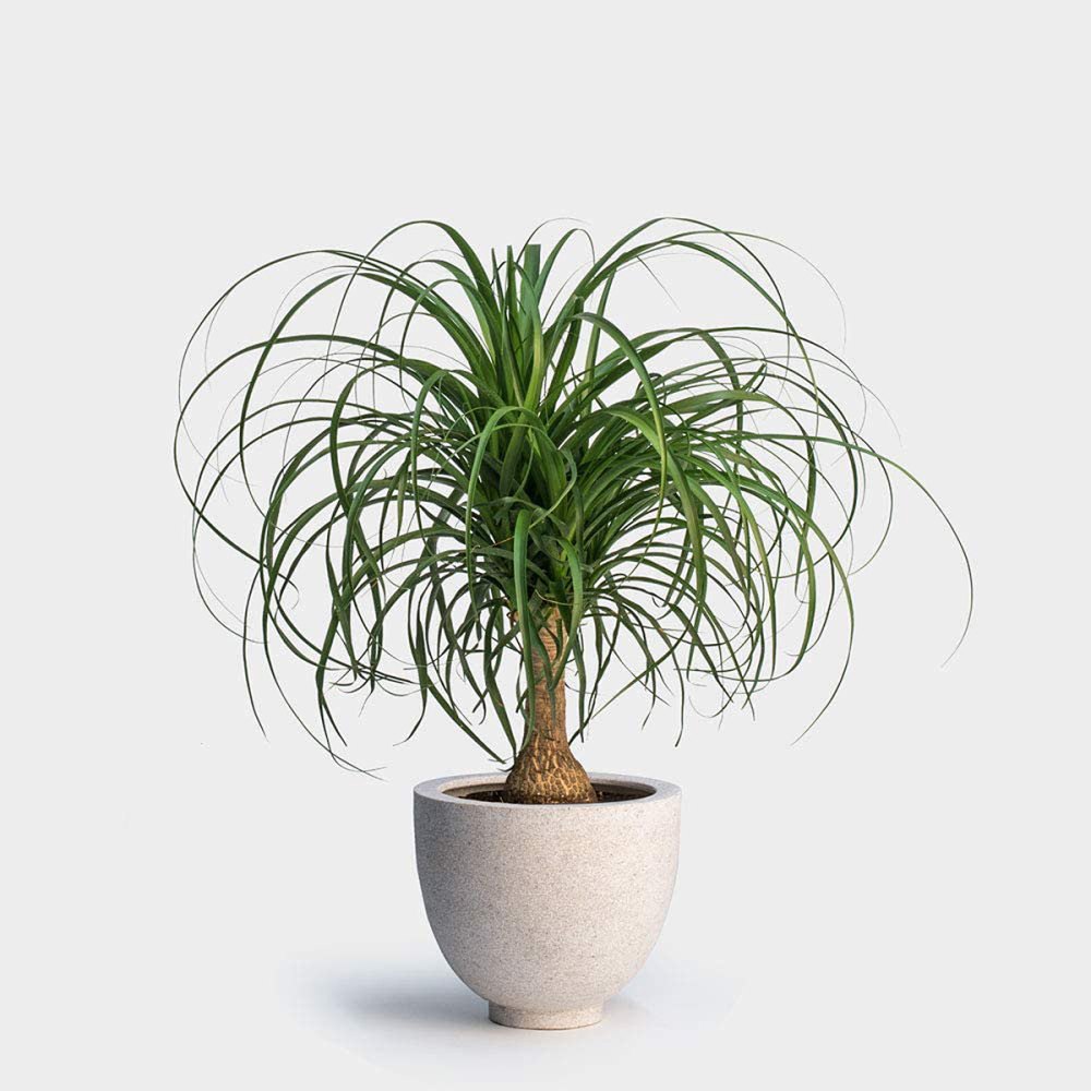 ponytail-palm