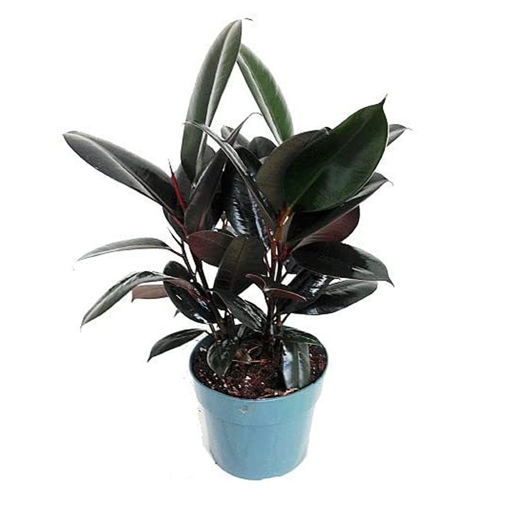 rubber-plant