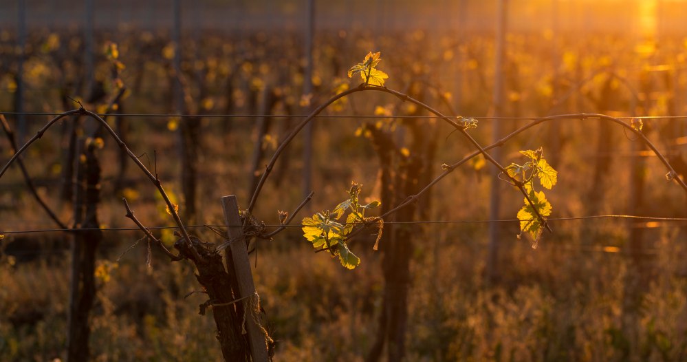 vineyard stock photo