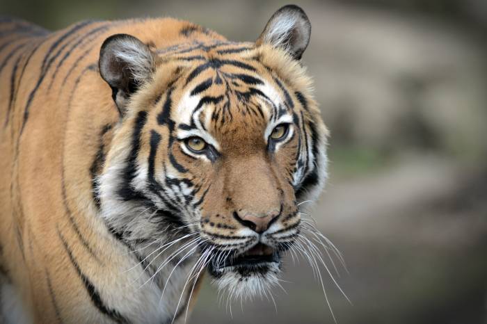 Tiger at Bronx Zoo in New York Tests Positive for Coronavirus