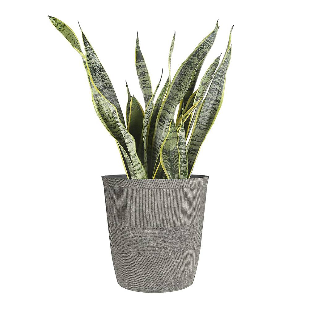 snake-plant