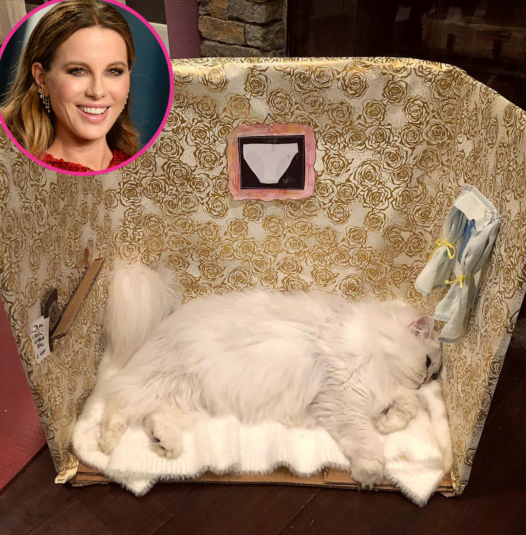 Celebrities Who Are Obsessed With Their Cats: Taylor Swift, Kate Beckinsale and More