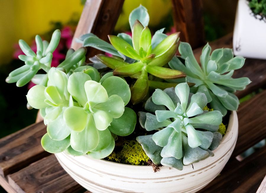 Succulent Garden Recreate Kourtney Kardashian Chic Kitchen With These Staples