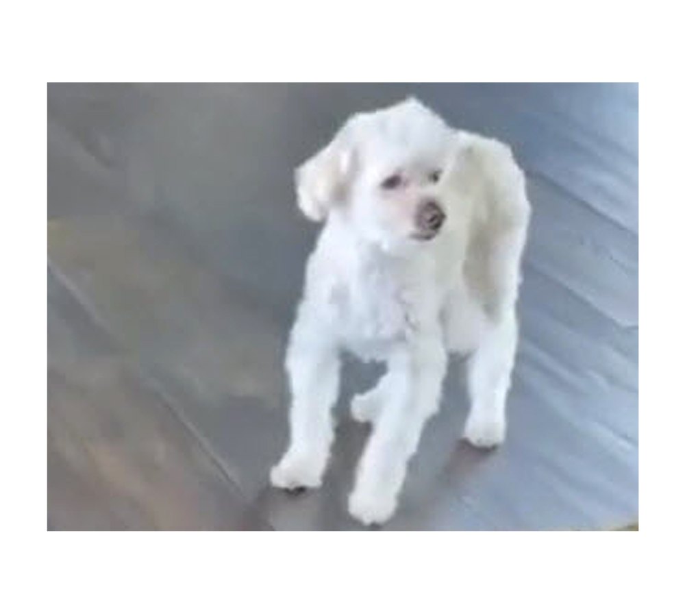 Ellen DeGeneres Portia de Rossi Say Goodbye Beloved Dog Wolf