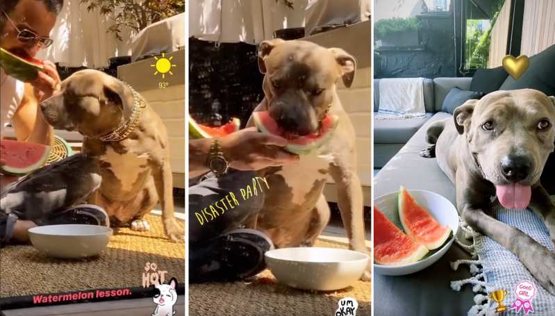 Justin Theroux Teaches His Dog Kuma How to Eat Watermelon