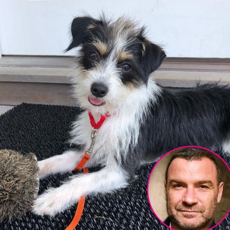 Live Schreiber Instagram New Dog Scout Stars Adopting or Fostering Pets Amid the Pandemic
