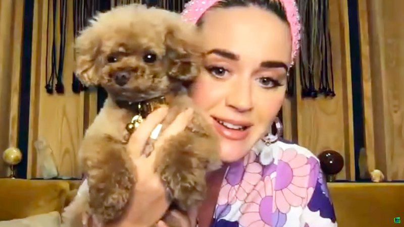 Katy Perry and her Dog Nugget Pregnant Katy Perry Shares Daughter Hilarious Nickname during July 2020 Hits Radio interview