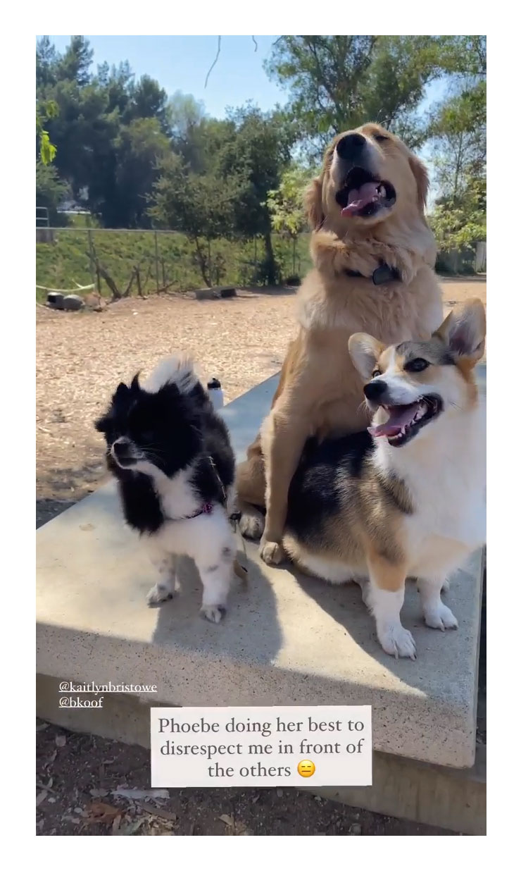 Bachelor Alums Becca Kufrin, Kaitlyn Bristowe and Becca Tilley Reunite for Adorable Puppy Play Date