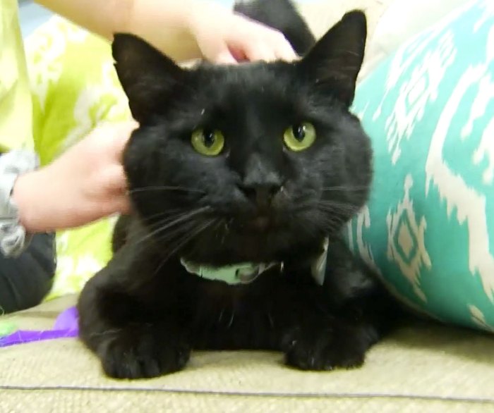 Dennis Quaid Adopts Black Shelter Cat Named Dennis Quaid