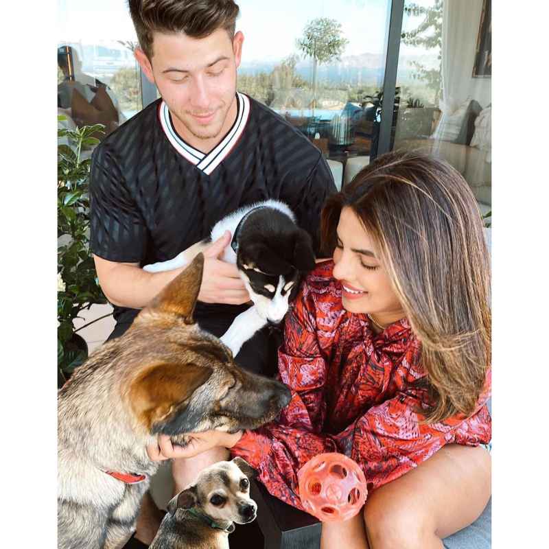Nick Jonas And Priyanka Chopra More Who Are Adopting Or Fostering Pets During Quarantine