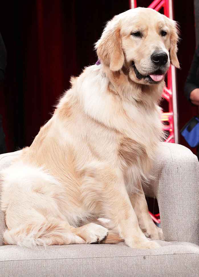 Fuller House Dog Cosmo