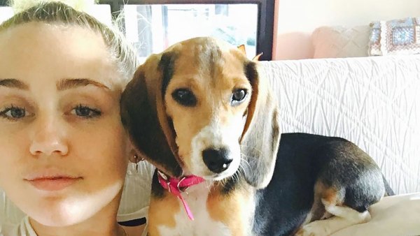 Miley Cyrus Says Her Dog Was Electrocuted on ‘The Voice’ Set But Is ‘Fine’ Now