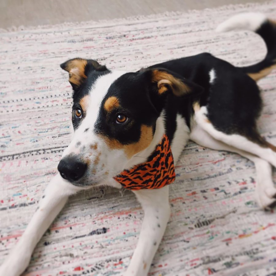 Reese Witherspoon's Daughter Ava Phillippe Introduces New Pup Benji After Mourning Family Dog Pepper: So 'Bittersweet'