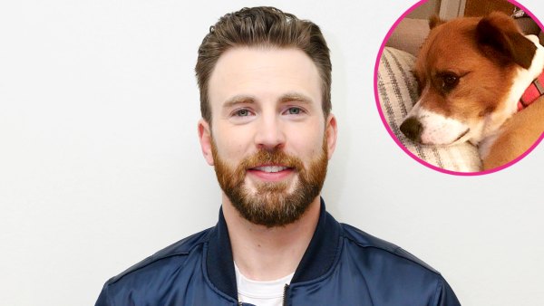 Shirtless Chris Evans Cuddles Bed With His Pup Dodger